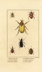 Dytiscus bimaculatus 1, chrząszcz 2, chrabąszcz majowy, Melolontha melolontha 3, chrząszcz Cantharis 4, Carabus sexpunciatus 5 i Omophron limbatum 6