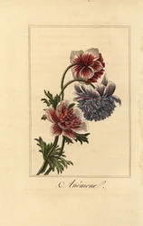 Hybrydowy zawilec makowy, Anemone coronaria