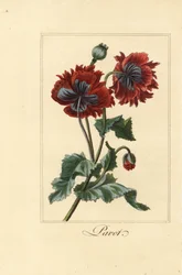 Hybrydowa odmiana maku, pavot, Papaver rhoeas