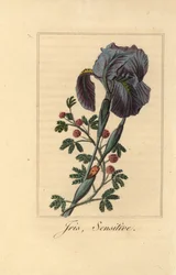 Irys, Iris gemanica i wrażliwa roślina, Mimosa pudica