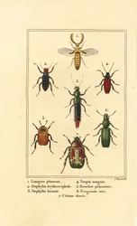 Lampyris, chrząszcz kusa, Staphylinus erythropterus 2, Staphylinus gatunki 3, Ampedus sanguineus 4, Silpha pedeonta 5, Temnoscheila virescens 6 i trzcinnik róży, Cetonia aurata 7