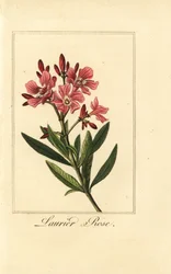 Oleander, róża Laurier, oleander Nerium