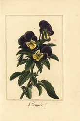 Bratek, pensee, Viola tricolor var.