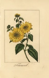 Słonecznik, tournesol, Helianthus annuus