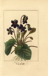 Słodki fiołek, Violette, Viola odorata