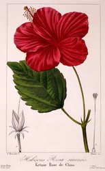 Hibiscus rosa-sinensis, 1836 (ręcznie barwiony grawerunek)
