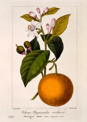 Słodka Pomarańcza: Citrus sinensis var. Bigaradia violacea, 1836 (ręcznie barwiony grawerunek)