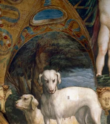 Para psów, fragment mitu o Dianie i Akteonie, autorstwa Francesco Mazzola znanego jako Parmigianino (1503-1540), fresk, północna strona Pokoju Diany i Akteona, Rocca Sanvitale, Fontanellato, niedaleko Parmy, Włochy, ok. 1524