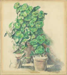 Pelargonie