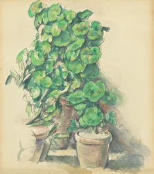 Pelargonie, 18881890.