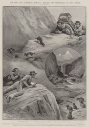 Futro na rynek europejski, zabijanie szynszyli w Andach