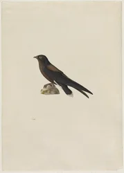 Jerzyk kolcoogonowy (Hirundapus caudaculus)