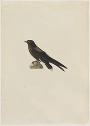 Jerzyk kolcosterny, Hirundapus caudacutus, XIX wiek.