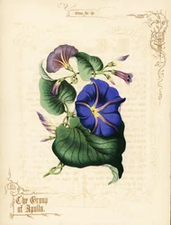 Poranne kwiaty i liście.
