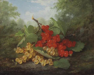 Martwa natura z czerwonymi i białymi porzeczkami