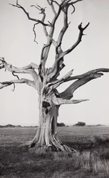 Martwe drzewo, Romney Marsh