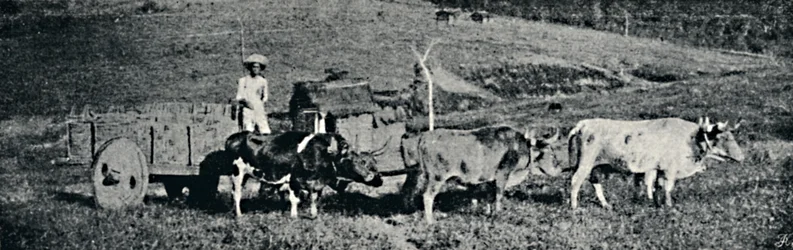 „Wózek wołowy”, 1895 r.