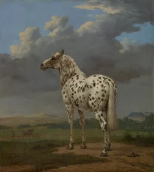 Srokaty koń, ok. 1654