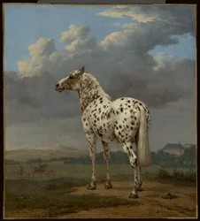 Koń "Piebald"