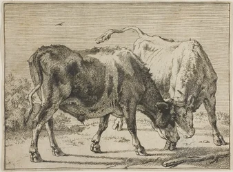 Walka dwóch byków