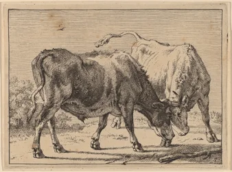 Walka dwóch wołów