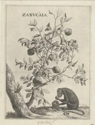 Zabucaiaboom i een aap Zabvcàia (tytuł na obiekcie)