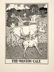 Wanton Calf, z Stu bajek Ezopa, wyd. 1903