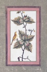 Studium ptaków i kwiatów, ok.1780