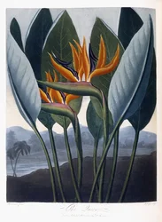 Królowa, 1796-1807