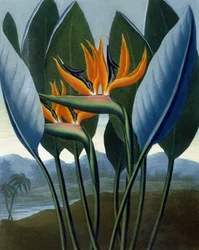 Królowa, rytowane przez R. Cooper, z "The Temple of Flora" przez R.J. Thornton, pub. 1807