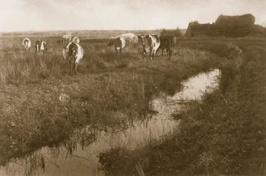 Bydło na bagnach, ok. 1886 r.