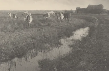 Bydło na bagnach, 1886 (zdjęcie)