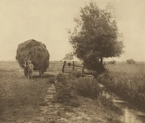 Na łące siennej. [Norfolk.]