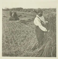 Szokująca Kukurydza (Norfolk)