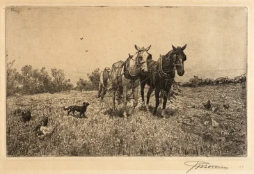 (Orka jesienna)