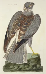 Talerz z kury błotnej (Circus cyaneus) z 