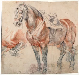 „Koń pod siodło” Akwarela autorstwa Pietera Paula Rubensa (1577-1640) około 1616-1618 Wiedeńska Bibliotheque albertina