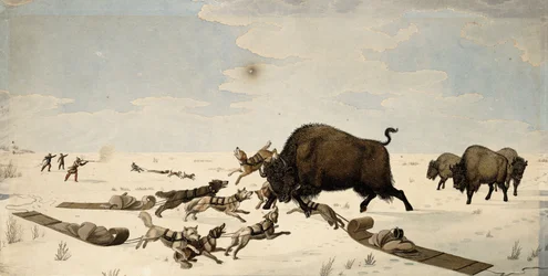 Polowanie na bizony, ok. 1822-1824