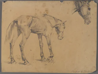 Koń i głowa konia (grafit na papierze)