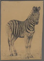 Zebra (grafit na papierze)