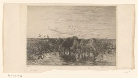 Krowy w pobliżu wody na łące Vaches au bord de l