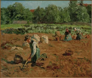 Zbiór ziemniaków