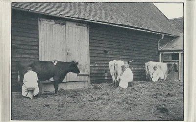 Dojenie krów, 1910