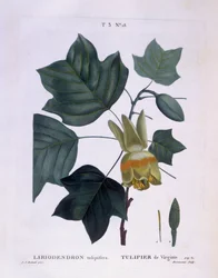 Tulipanowiec amerykański (Liriodendron tulipifera), Henry Louis Duhamel du Monceau, płyta botaniczna Pierre Joseph Redouté