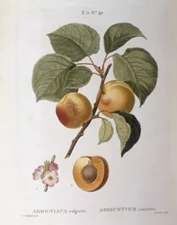 Morela (Armeniaca vulgaris lub Prunus armeniaca), Henry Louis Duhamel du Monceau, płyta botaniczna – Pierre Joseph Redouté