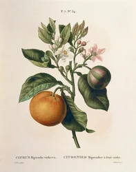 Pomarańcza gorzka (Citrus aurantium) z fioletowym owocem