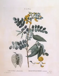 Senna pęcherza (arborescencja Colutea), Henry Louis Duhamel du Monceau, płyta botaniczna Pierre Joseph Redouté