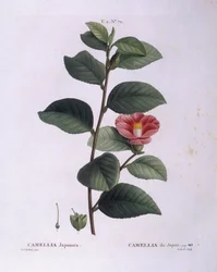 Camellia (Camellia japonica), Henry Louis Duhamel du Monceau, płyta botaniczna autorstwa Pierre Joseph Redouté