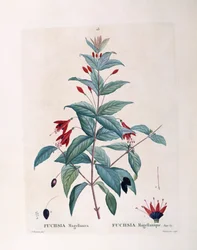 Fuchsia (Fuchsia magellanica), Henry Louis Duhamel du Monceau, płyta botaniczna autorstwa Pierre Joseph Redouté