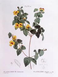 Piękny płaski groszek (Platylobium formosum), Henry Louis Duhamel du Monceau, płyta botaniczna Pierre Joseph Redouté